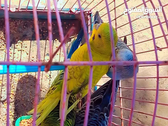 طيور بقلينو