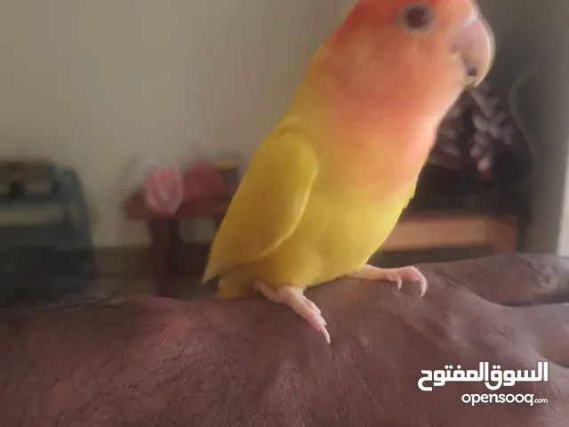 love bird tamed