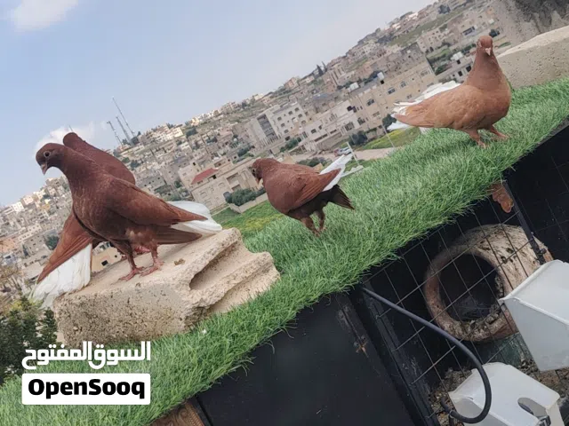 جوز نوريات _فحل أحمر وطيرا صفرا عالأاااااااول