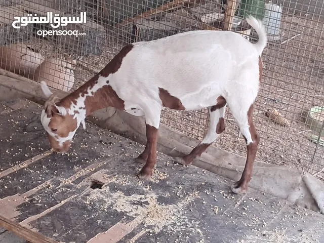 صخله صلاليه