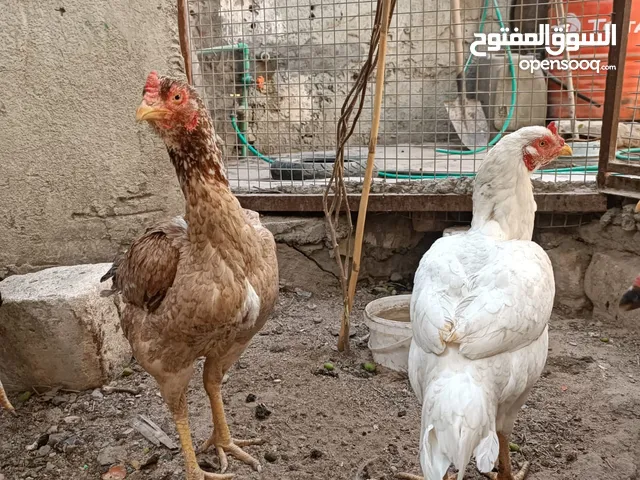 دجاج رس يخبل اخوات يردن يبيضن للبيع