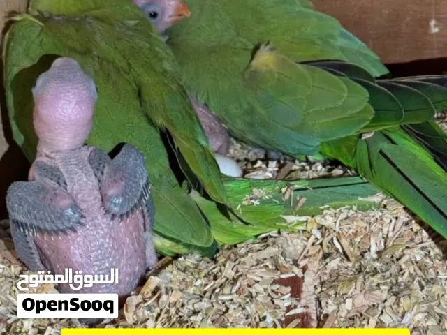 للبيع فروخ دره النوع هنديه