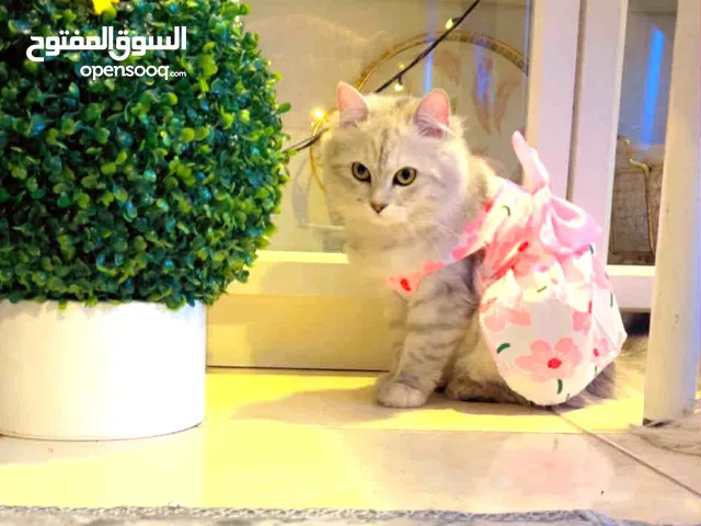 قطة شيرازية عمرها سنة لطيفة جدا