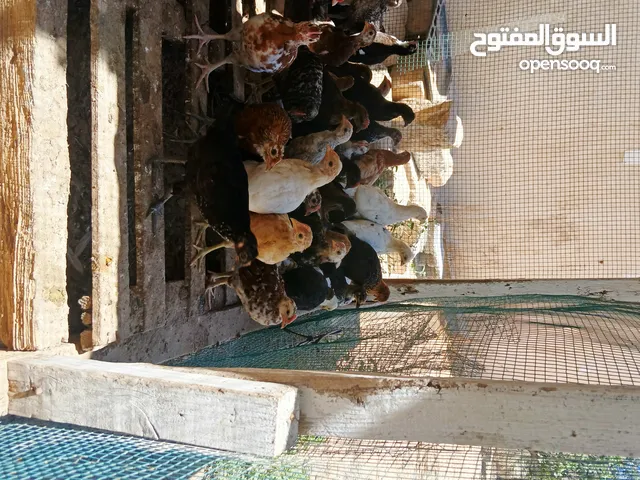 السلام عليكم  موجود كتكوت عمر شهر و7ايام