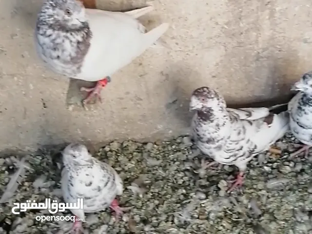 15 حبة طيور حمام