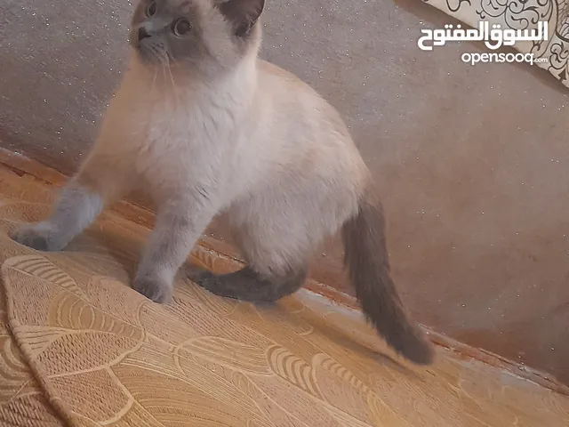 هملايا بسه بجنن