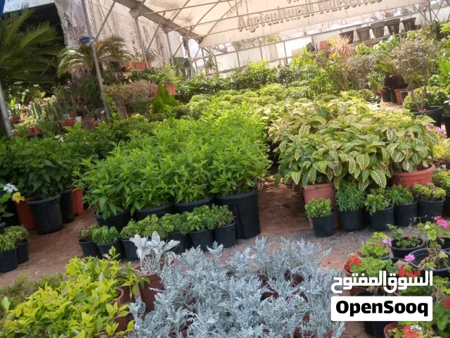 شتل افوكادو