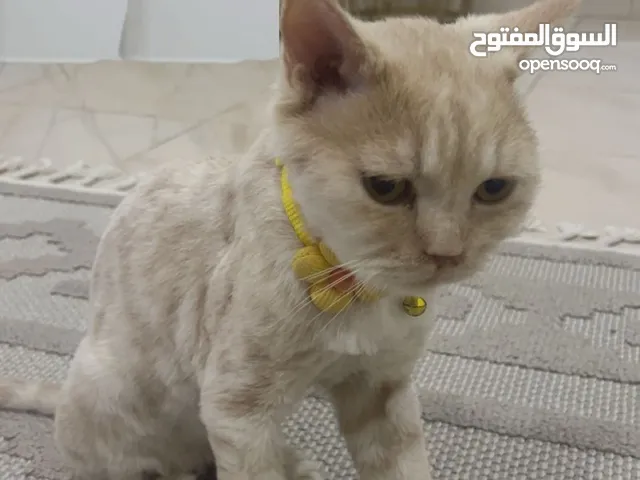 قطوة للتبني