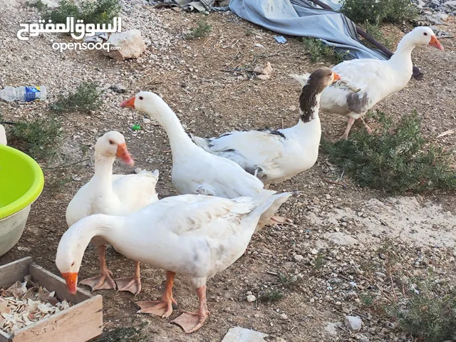 وز للبيع 5 ذكر 1 وا 4 انثي