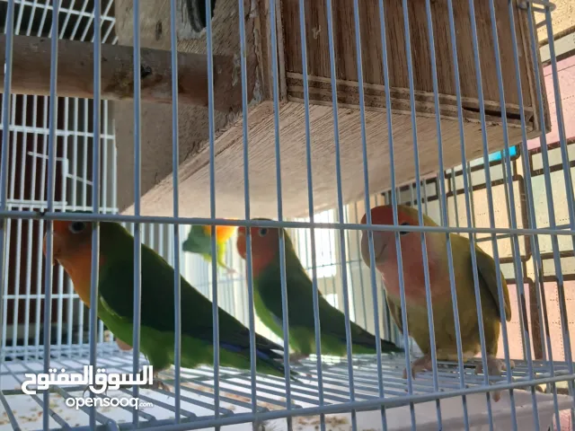 طيور الفيشر