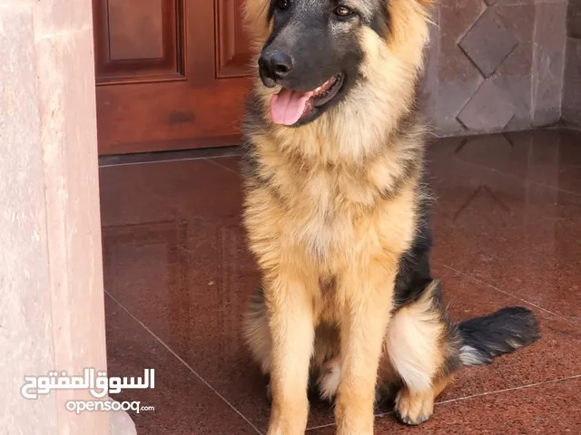 كلب جرمن شيبرد حراسة