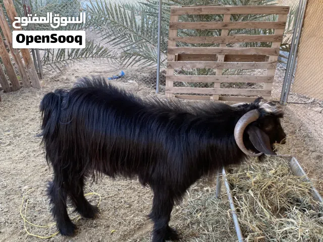 بسم الله ما شاء الله  تيس فل سمنه ما شاء الله حار للبيع ، العمر تقريبا سنتين