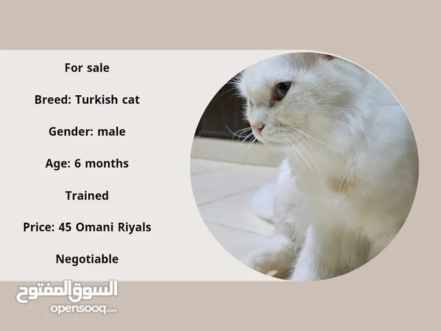 cats for sale