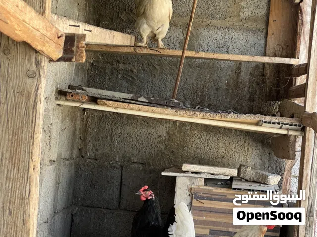 دجاج عربي تلاته للبيع