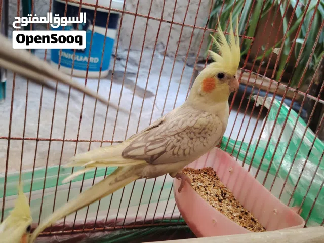 كوكتيل بيرل طفره