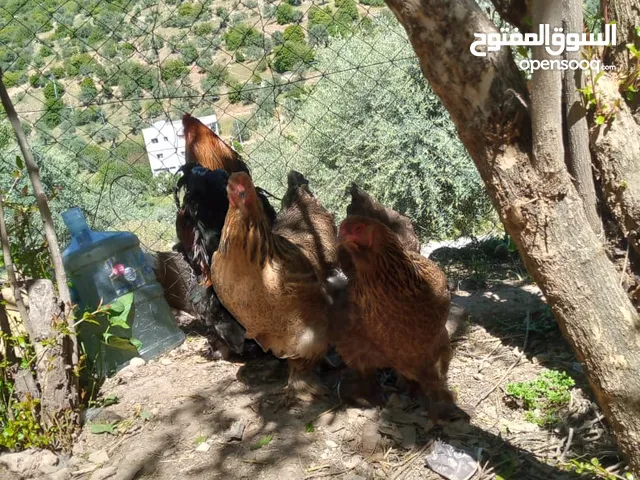 بيت دجاج براهيم وباكستاني