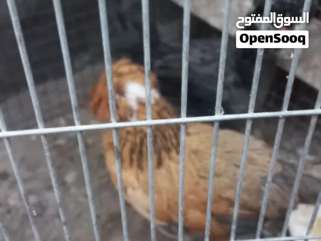 متاح زوج دجاج زينة صلطاني بكلة