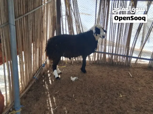 للبيع كبش سمين فول وزنه فوق 50 كيلو