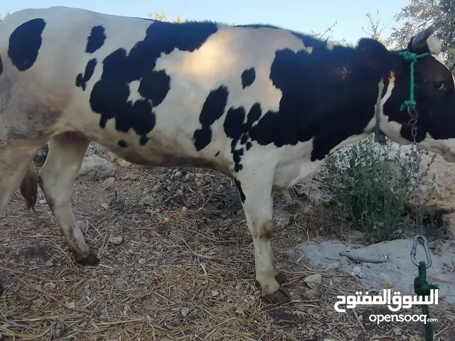 بكيره عشار 4 شهور ونص