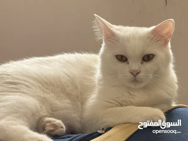 سنورة مكس للتبني