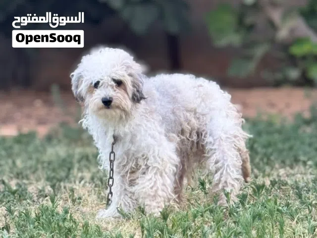 كلبه كانيش للبيع