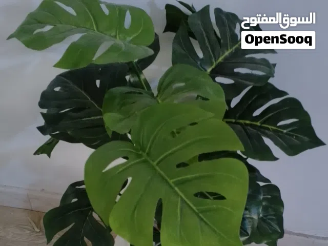 نبات مونستيرا زينة