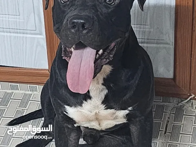 بيتبول عمر سنه