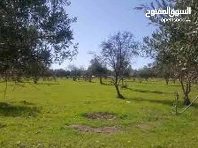 Farm Land for Sale in Jerash Borma