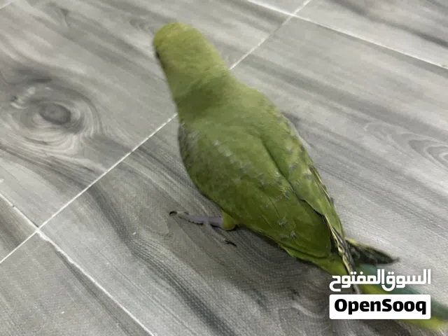 صغير الدره للبيع