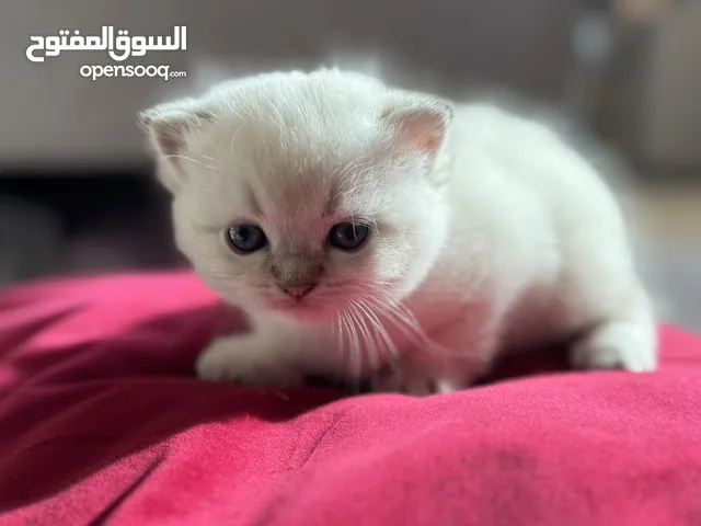 قطط سكوتش فولد شورت هير