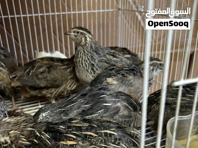 دجاج سمان اشياء حلوه جداً