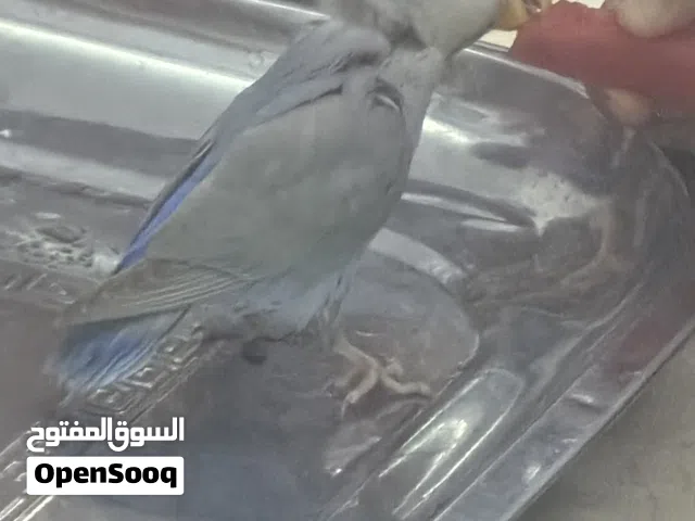 بغبغاء غندورة نوع فشر أليف فول