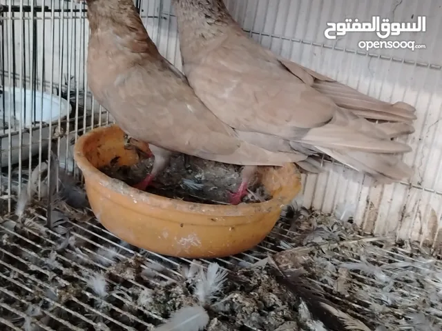 زوج كويتي أصفر ب 5 ريال