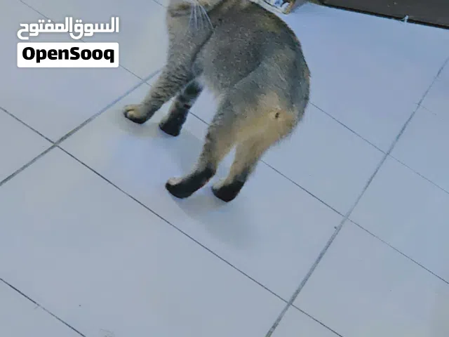 Adoption of kittens and cats urgent...