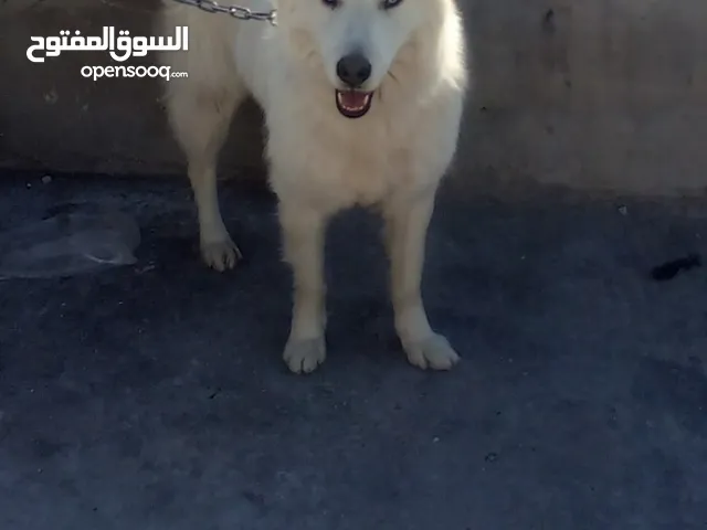 كلب بالف كلب شرس واسد