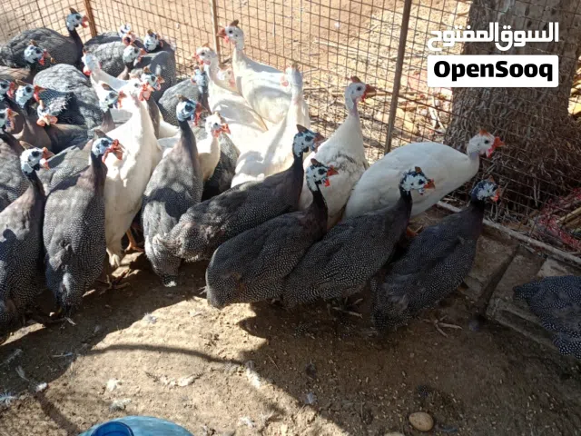 دجاج حبشي للبيع ق