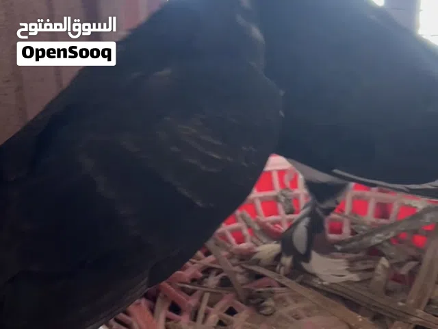 حمام وقواق نادر