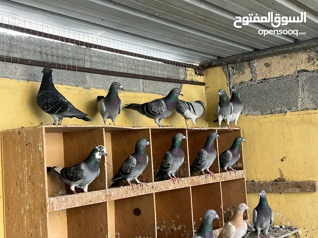 حمام زاجل اصل