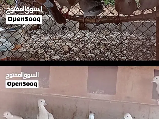 10 حبات ب 14 ريال
