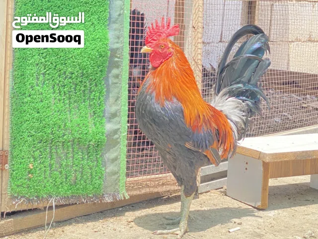 ديج شمسي كويتي نقي خط اول يرجع لحلال ابو اركان الزيرجاوي العمر 9 اشهر ماخذ لقاحات وفيتامينات