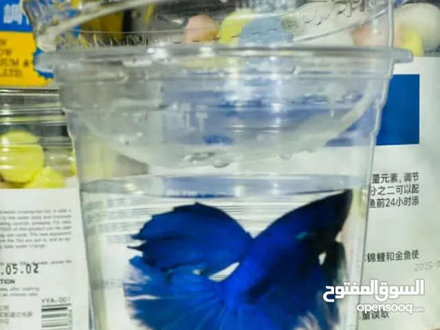 تم توفيرها سمكه