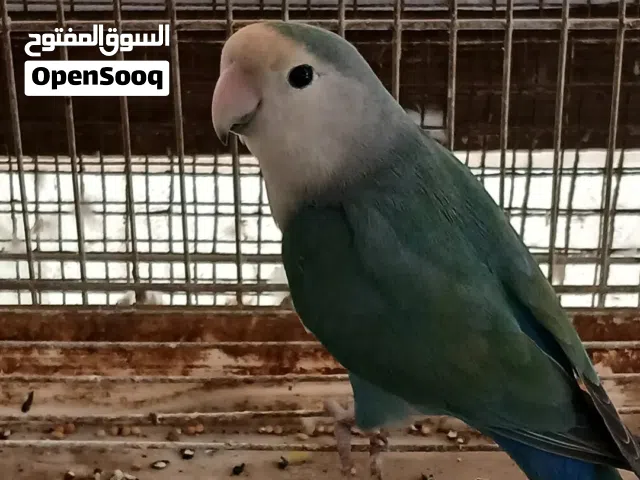 لافبيرد اللبيع