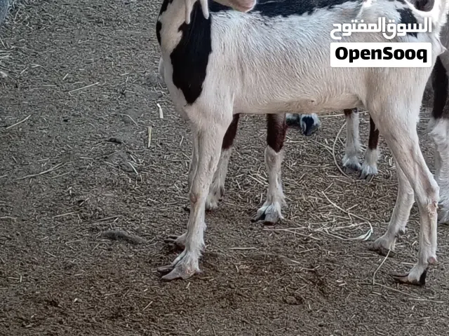 صخله للبيع