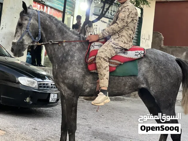 مهره انقليزيه نخب اول