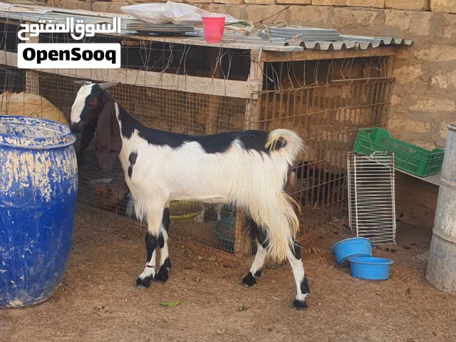 السلام عليكم عناق سنها ..تنيه ..  مواصفات طيبه. علو... مد... لون نظافة  ماتحكي في شي.  عز. الكسبه