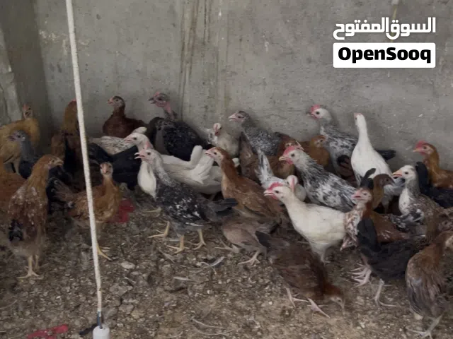 دجاج عمامي اقراء الوصف