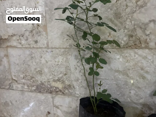 شتلات زراعية للبيع