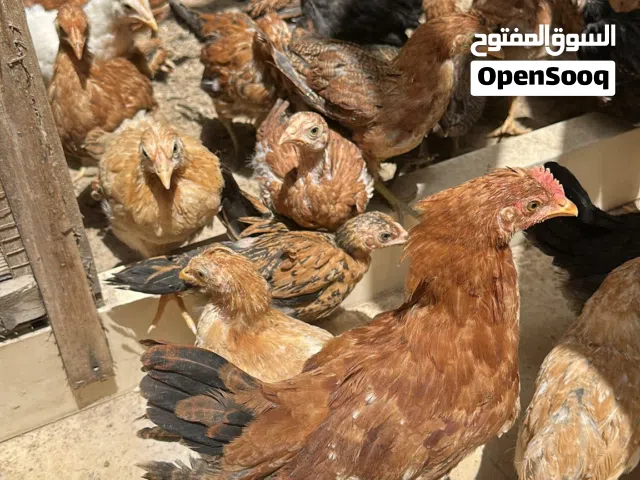 دجاج عمر شهرين الى 3 أشهر تربية أرضية، يتحمل الأجواء البحرين الحارة، وإنتاجية عالية .