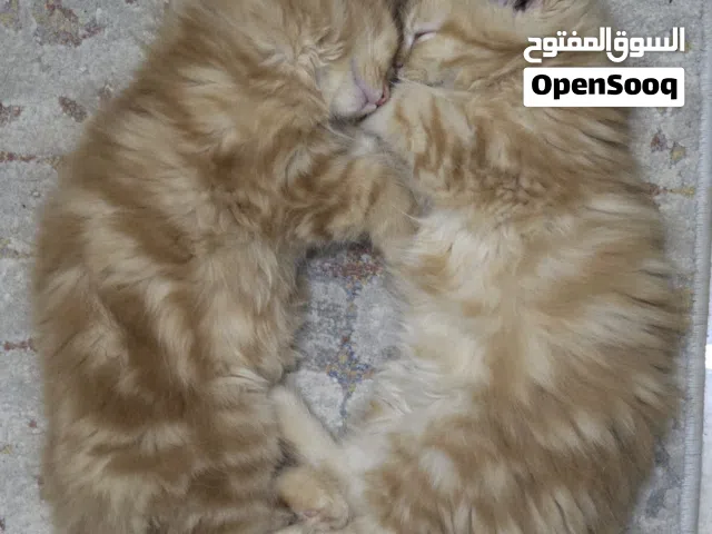 Persian cat