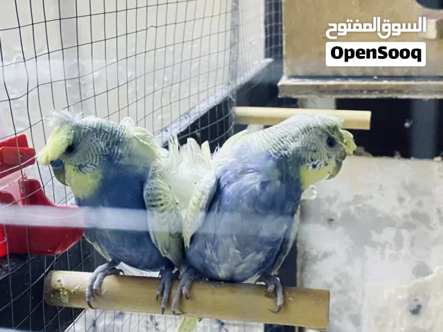 جوز هوقو رومو شغال ميه ميه تحتهم فرخ و6 بيضات سعر الجوز 45 نهايتهم لاترن علي وتحرجني وتحرج حالك